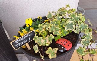 Senecura dom za starije